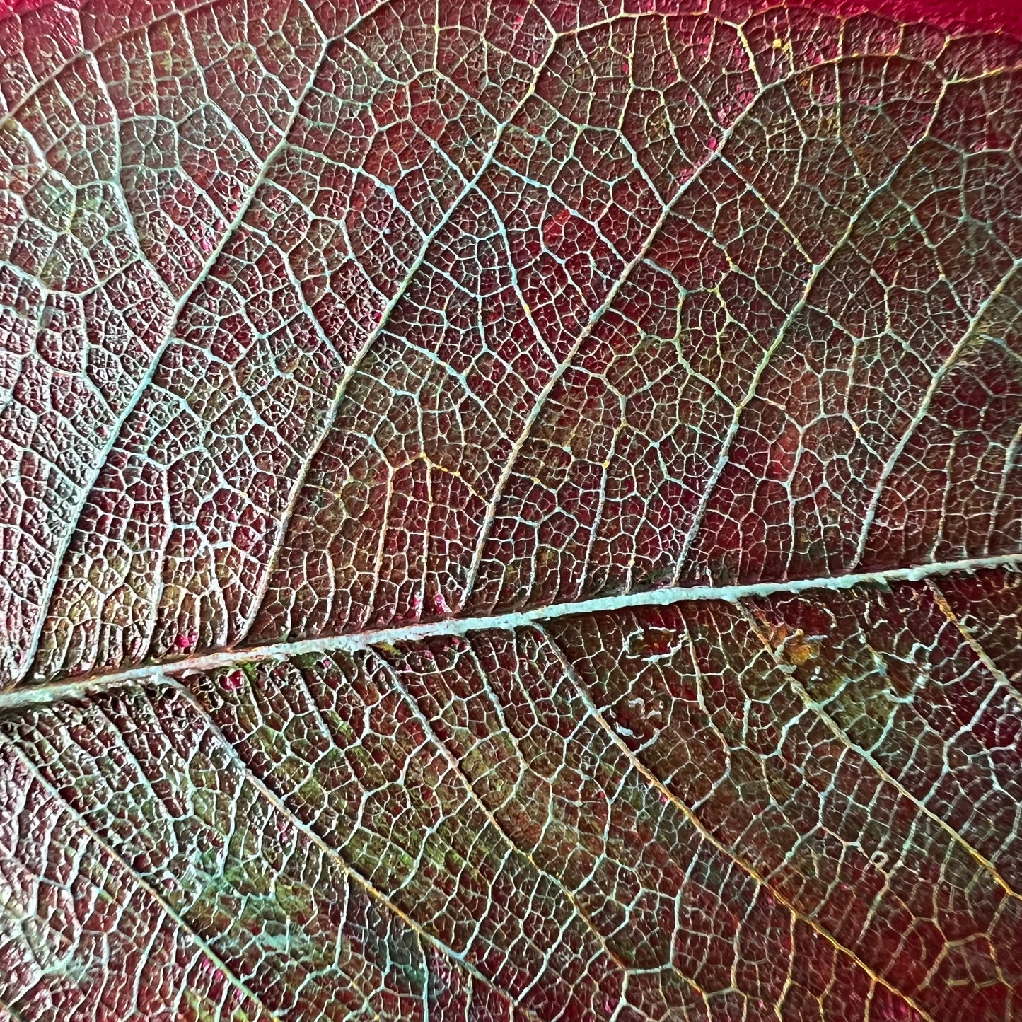 Nature Sense (F3)